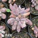 Pachyphytum  Red Finger culstering