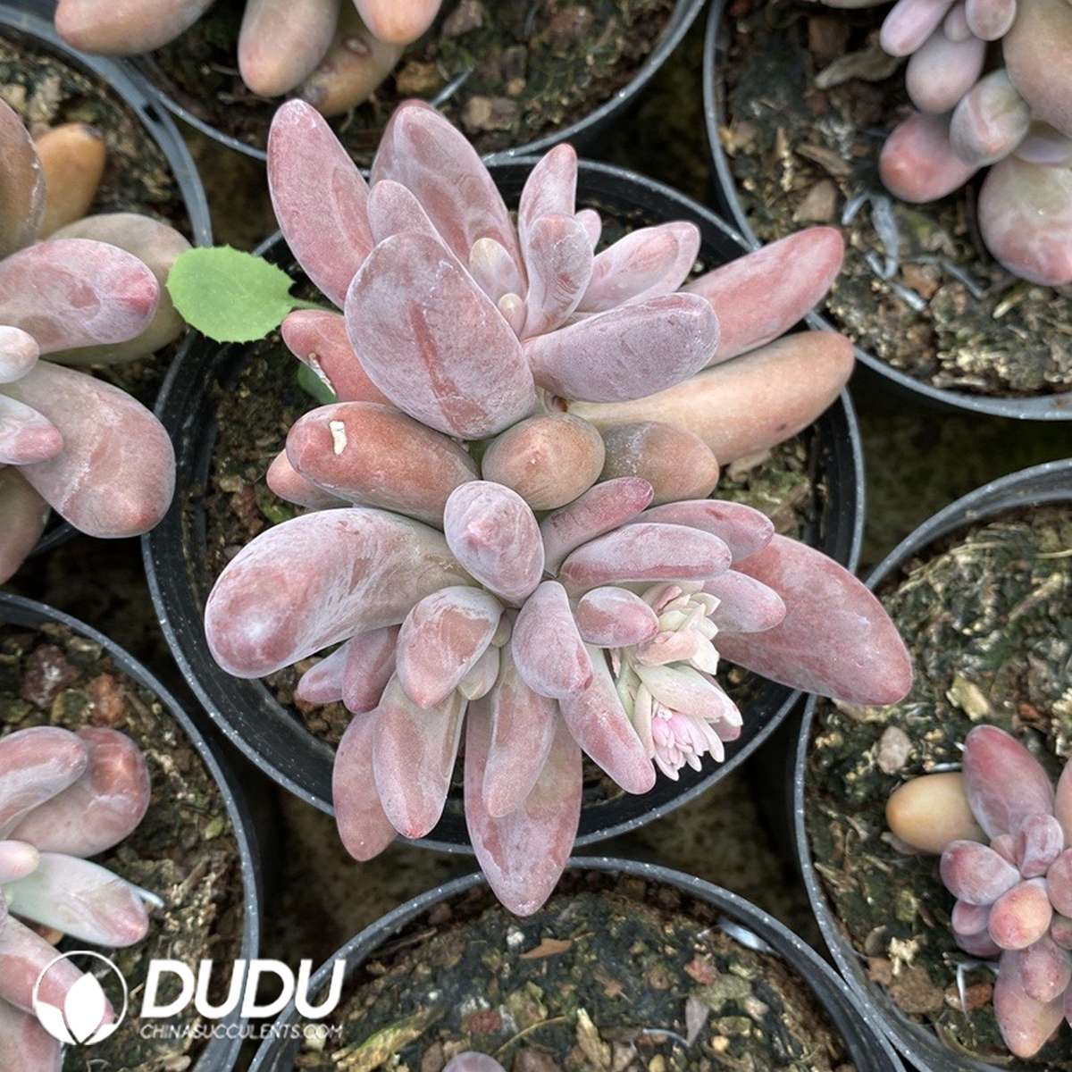 09818D110201.jpg Pachyphytum Red Finger culstering - Image 1