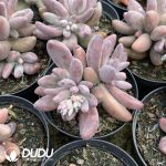 Pachyphytum  Red Finger culstering - Image 2