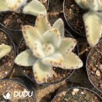 Kalanchoe tomentosa Lightning Rabbit