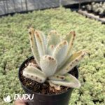 Kalanchoe tomentosa Lightning Rabbit - Image 2
