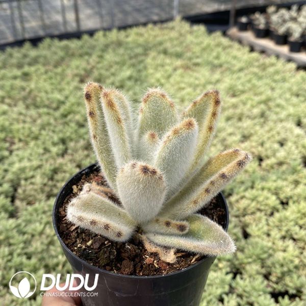 Kalanchoe tomentosa Lightning Rabbit - Image 2