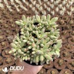 Kalanchoe daigremontiana