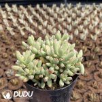 Kalanchoe daigremontiana - Image 2