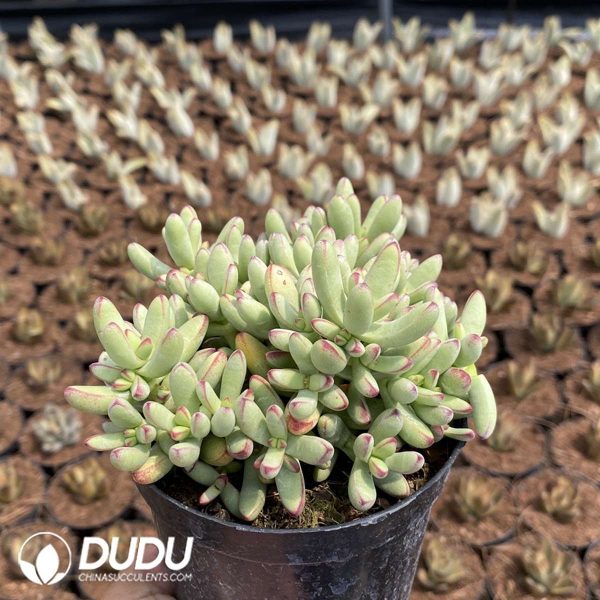 Kalanchoe daigremontiana - Image 2