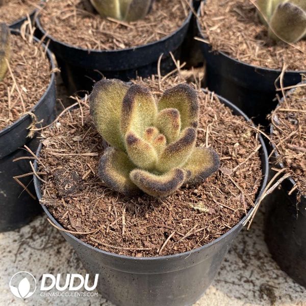 Kalanchoe tomentosa Teddy Bear - Image 2