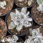 Kalanchoe tomentosa