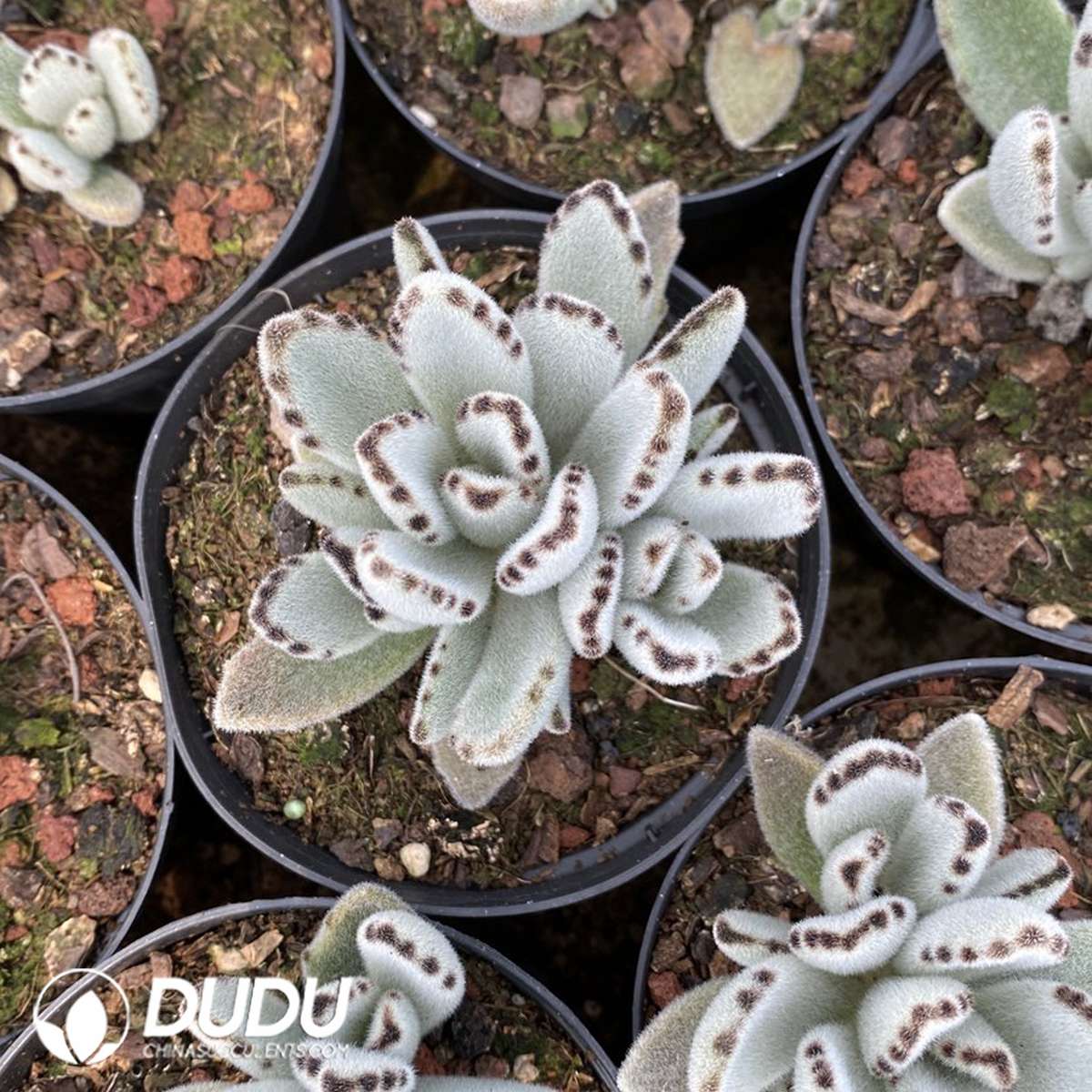 09823D110201.jpg Kalanchoe tomentosa - Image 1