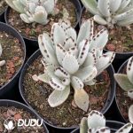 Kalanchoe tomentosa - Image 2