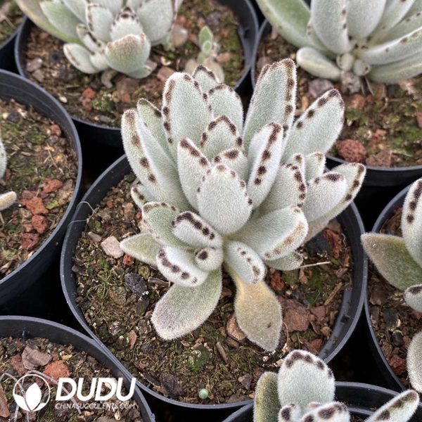 Kalanchoe tomentosa - Image 2
