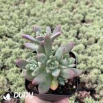 Echeveria macdougallii