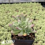 Echeveria macdougallii - Image 2