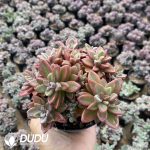 Echeveria Purple Core