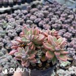 Echeveria Purple Core - Image 2