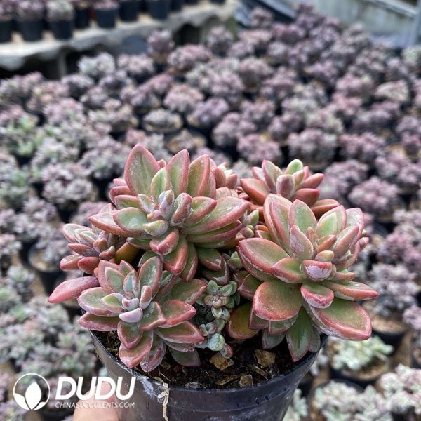 Echeveria Purple Core - Image 2