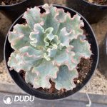 Echeveria Aquarius