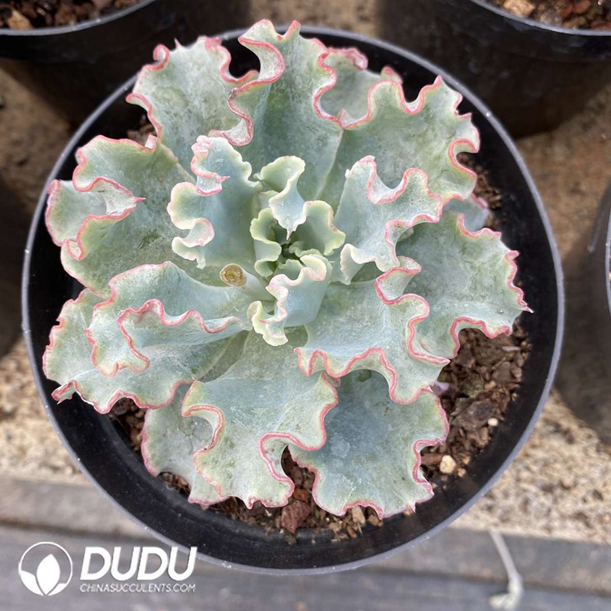 09826D110201.jpg Echeveria Aquarius - Image 1