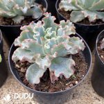 Echeveria Aquarius - Image 2
