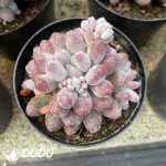 Sedum Sugar Bean