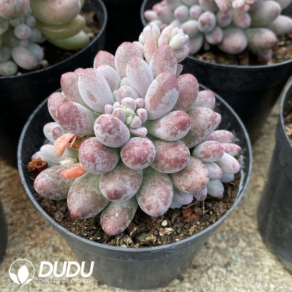 Sedum Sugar Bean - Image 2