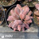 Echeveria Candy Angel