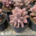 Echeveria Candy Angel - Image 2