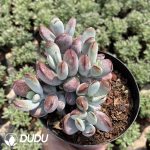 Echeveria macdougallii