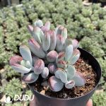 Echeveria macdougallii - Image 2
