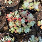 Pachyphytum Apple Milk Clustering