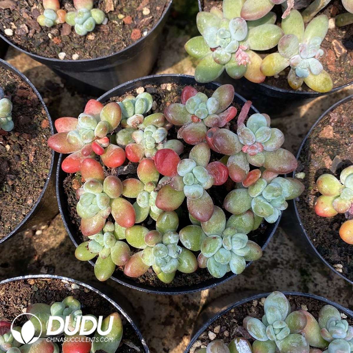09830D110201.jpg Pachyphytum Apple Milk Clustering - Image 1