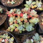 Pachyphytum Apple Milk Clustering - Image 2