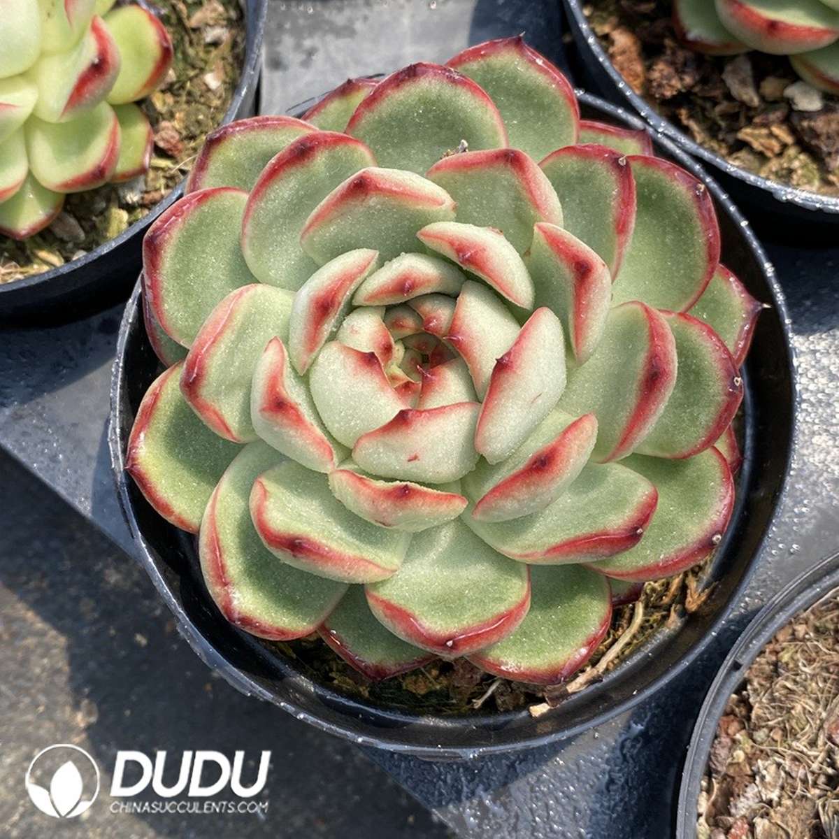 09831D90201.jpg Echeveria Montblanc - Image 1