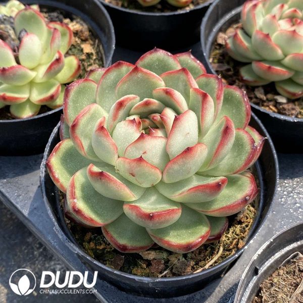 Echeveria Montblanc - Image 2