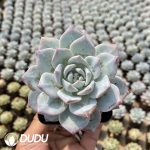 Echeveria Blue bird