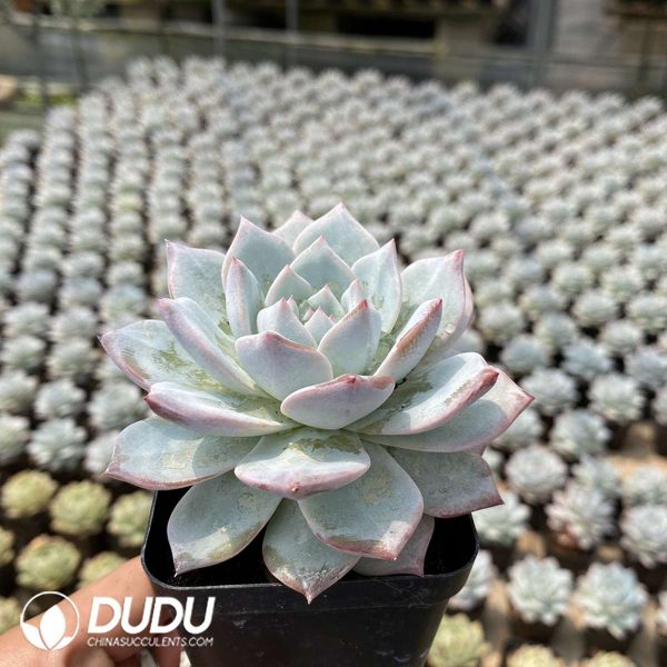 Echeveria Blue bird - Image 2