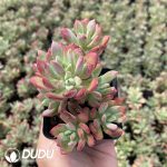 Echeveria Mini Belle Variegated