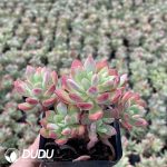 Echeveria Mini Belle Variegated - Image 2