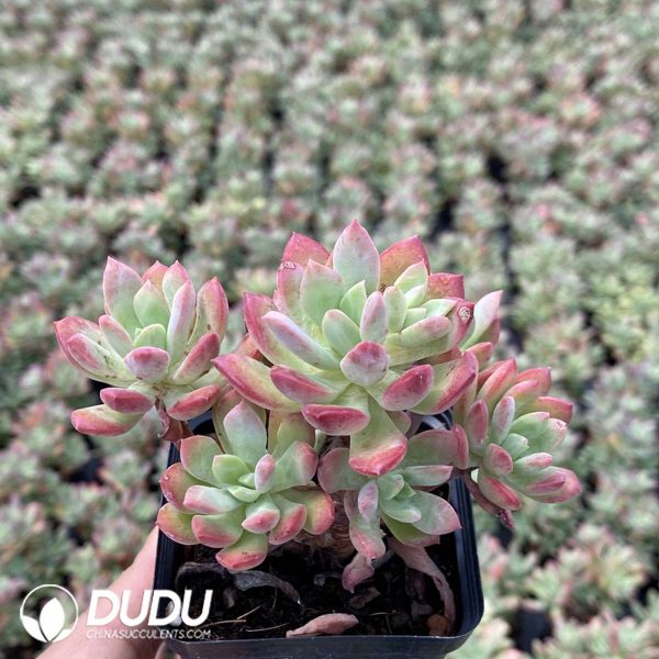 Echeveria Mini Belle Variegated - Image 2