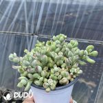 Cotyledon Pendens