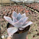 Echeveria Sunset Glow - Image 2