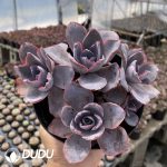 Echeveria Sunset Glow Clustering