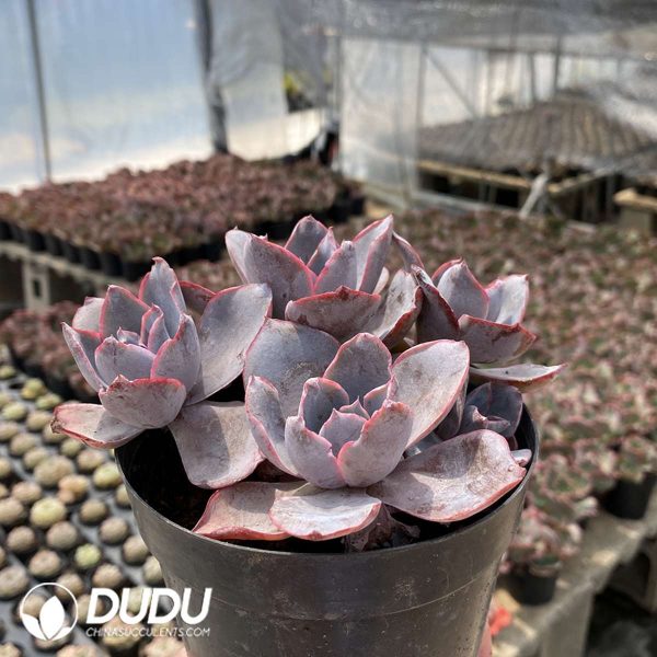 Echeveria Sunset Glow Clustering - Image 2