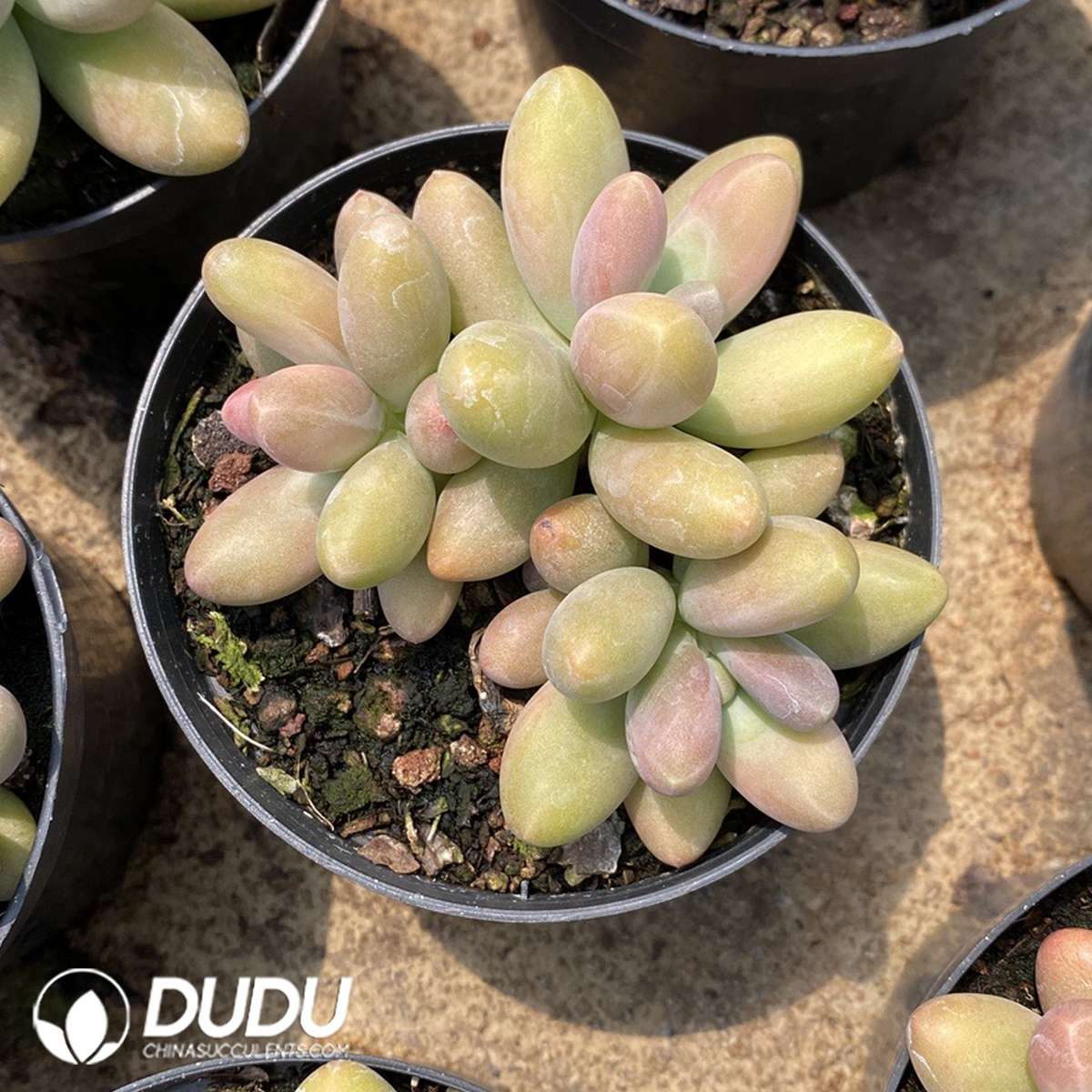 09837D110201.jpg Pachyphytum Candy Beauty - Image 1