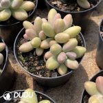 Pachyphytum Candy Beauty - Image 2