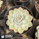 Echeveria Morning Dew