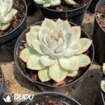 Echeveria Morning Dew - Image 2