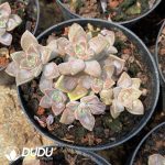 Graptopetalum Purple Haze