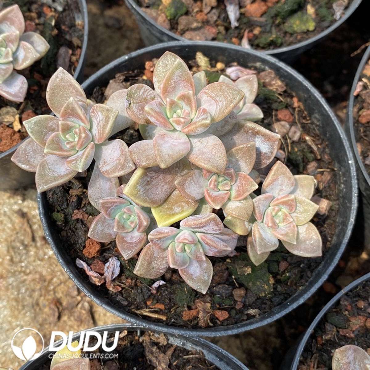 09839D110201.jpg Graptopetalum Purple Haze - Image 1