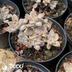 Graptopetalum Purple Haze - Image 2