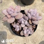 Graptopetalum Amethystinum